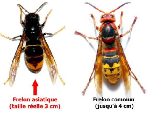 Frelon asiatique : un numéro pour éradiquer les nids