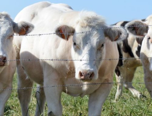 Soutien à l&rsquo;agriculture locale – les services provinciaux