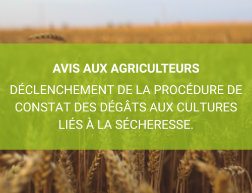 Agriculteurs : dégâts aux cultures dûs à la sécheresse